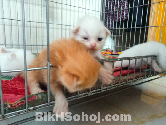 Pure parshian blue eyes baby cat